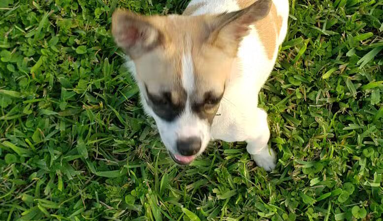 Pooch Pines Dog Park - West Palm Beach, FL