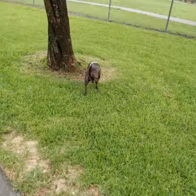 Pooch Pines Dog Park - West Palm Beach, FL