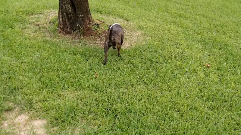 Pooch Pines Dog Park - West Palm Beach, FL