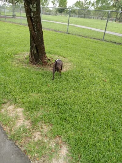 Pooch Pines Dog Park - West Palm Beach, FL