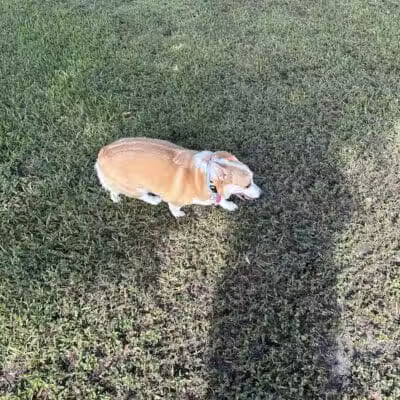 Pooch Pines Dog Park - West Palm Beach, FL
