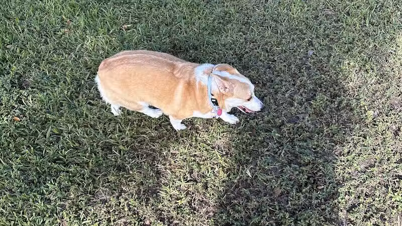 Pooch Pines Dog Park - West Palm Beach, FL