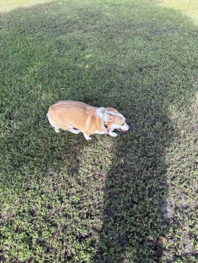 Pooch Pines Dog Park - West Palm Beach, FL