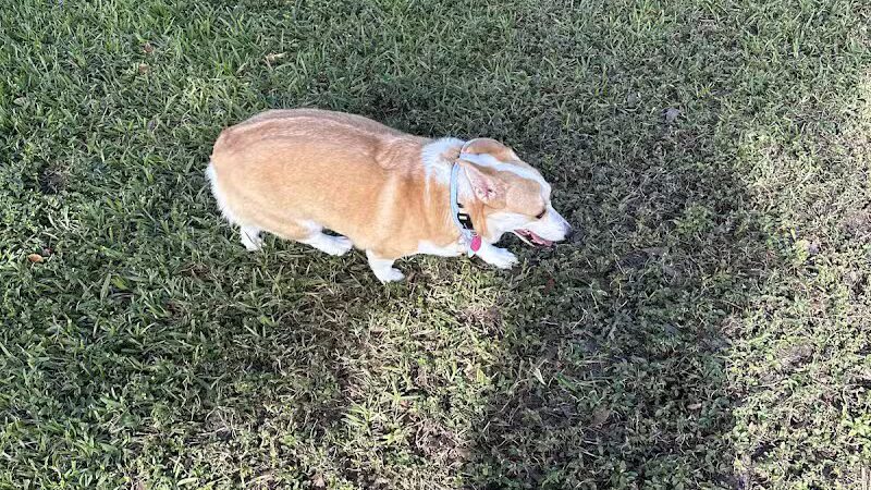 Pooch Pines Dog Park - West Palm Beach, FL