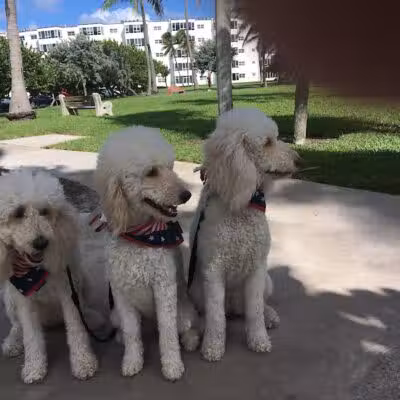 Pooch Pines Dog Park - West Palm Beach, FL