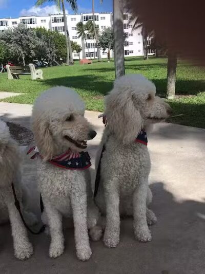 Pooch Pines Dog Park - West Palm Beach, FL