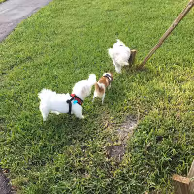 Pooch Pines Dog Park - West Palm Beach, FL