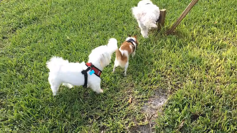 Pooch Pines Dog Park - West Palm Beach, FL
