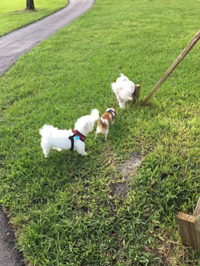 Pooch Pines Dog Park - West Palm Beach, FL