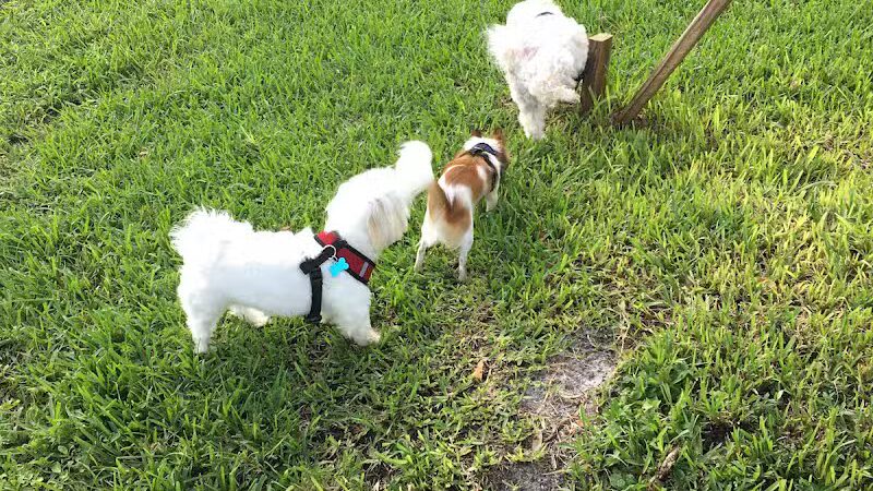 Pooch Pines Dog Park - West Palm Beach, FL