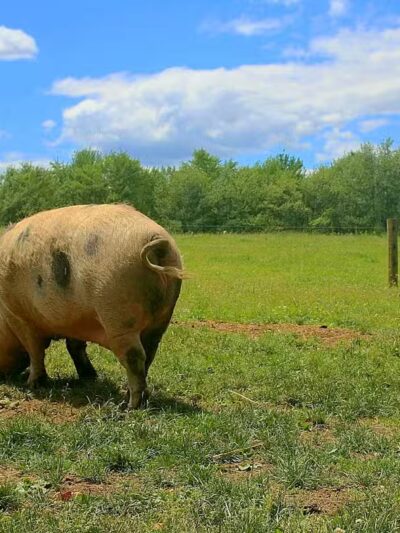 June Farms - West Sand Lake, NY