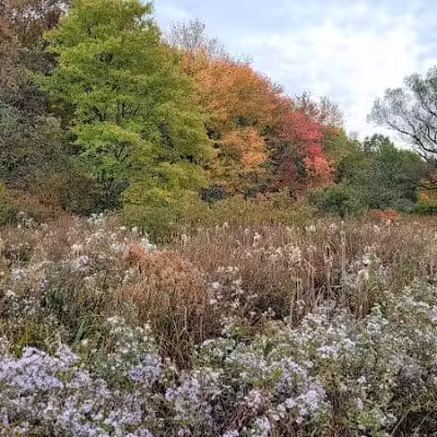 Bagg Brook Heritage Trail - West Springfield, MA