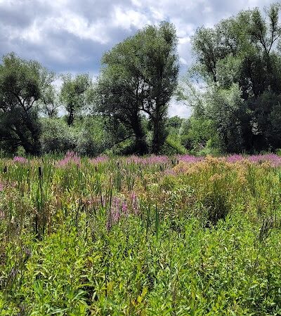 Bagg Brook Heritage Trail - West Springfield, MA