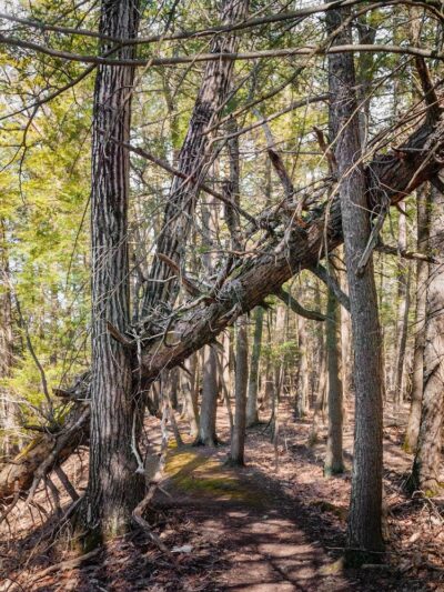 Bear Hole Reservoir Parking - West Springfield, MA