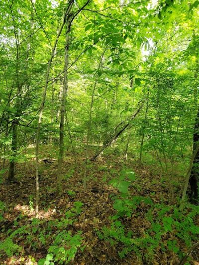 Mittineague Park - West Springfield, MA