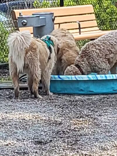 Yarmouth Dog Park - West Yarmouth, MA