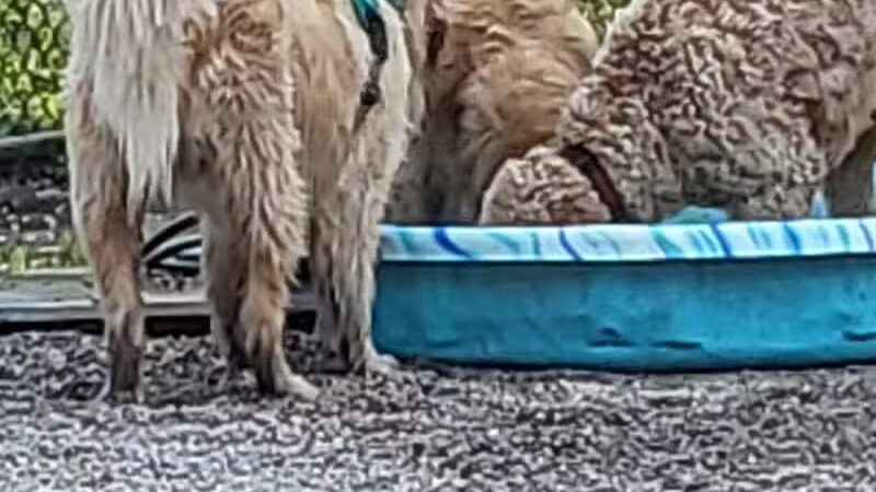 Yarmouth Dog Park - West Yarmouth, MA