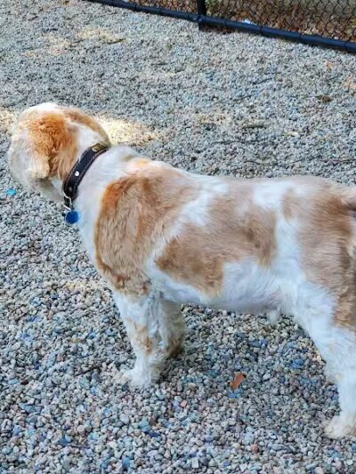 Yarmouth Dog Park - West Yarmouth, MA