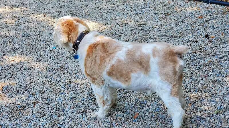 Yarmouth Dog Park - West Yarmouth, MA