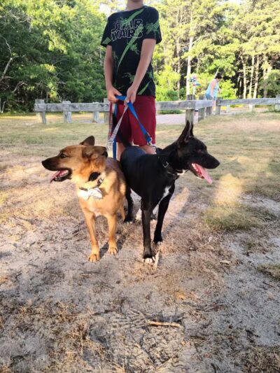 Yarmouth Dog Park - West Yarmouth, MA