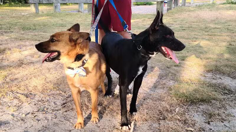 Yarmouth Dog Park - West Yarmouth, MA
