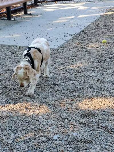 Yarmouth Dog Park - West Yarmouth, MA