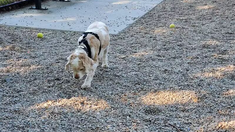 Yarmouth Dog Park - West Yarmouth, MA