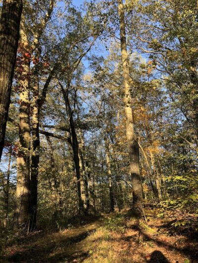 Tufts Farm Field - Westborough, MA