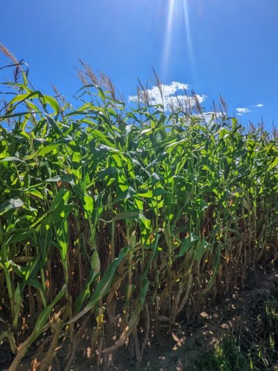 Tufts Farm Field - Westborough, MA