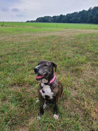 Tufts Farm Field - Westborough, MA