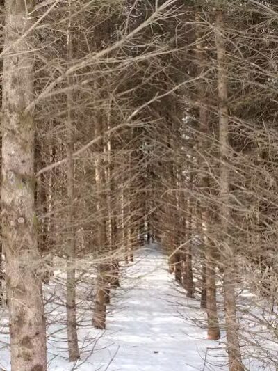 Milton Town Forest - Westford, VT