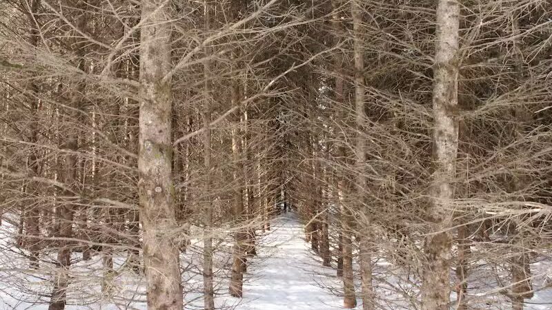 Milton Town Forest - Westford, VT