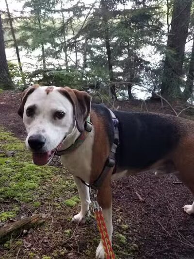 Milton Town Forest - Westford, VT