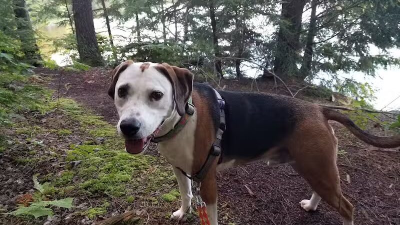 Milton Town Forest - Westford, VT