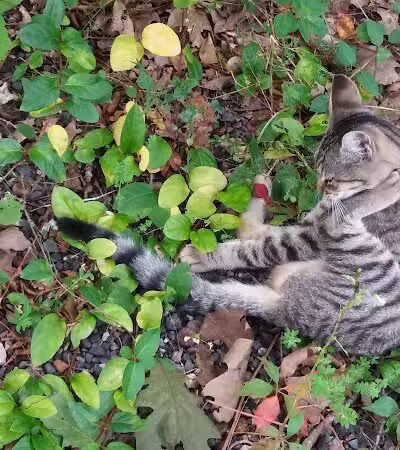 Bisceglie Park - Weston, CT