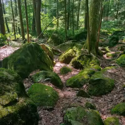 Trout Brook Valley Preserve - Weston, CT