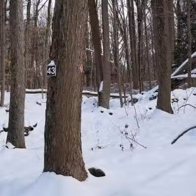 Trout Brook Valley Preserve - Weston, CT