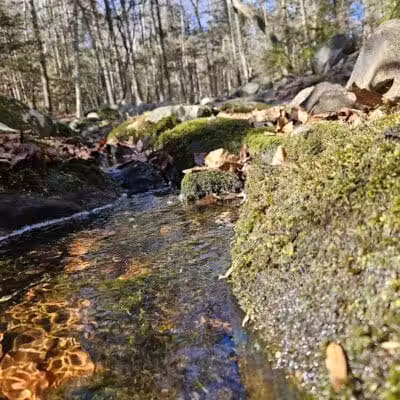 Trout Brook Valley Preserve - Weston, CT