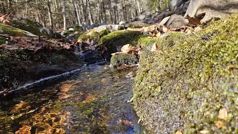 Trout Brook Valley Preserve - Weston, CT