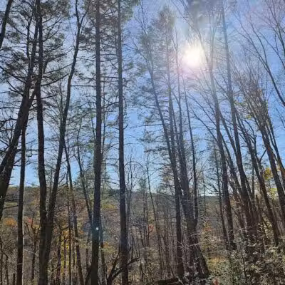 Trout Brook Valley Preserve - Weston, CT