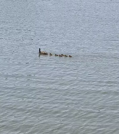 Grace K. Salmon Park - Westport, CT