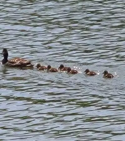 Grace K. Salmon Park - Westport, CT