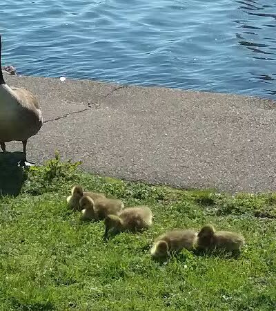 Pasacreta Park - Westport, CT