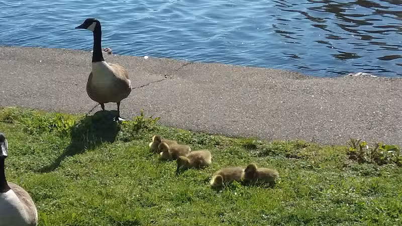 Pasacreta Park - Westport, CT