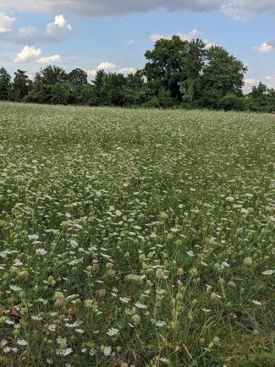 Wilkus Farm Preserved Open Space - Wethersfield, CT