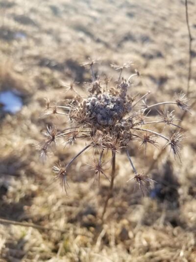 Wilkus Farm Preserved Open Space - Wethersfield, CT