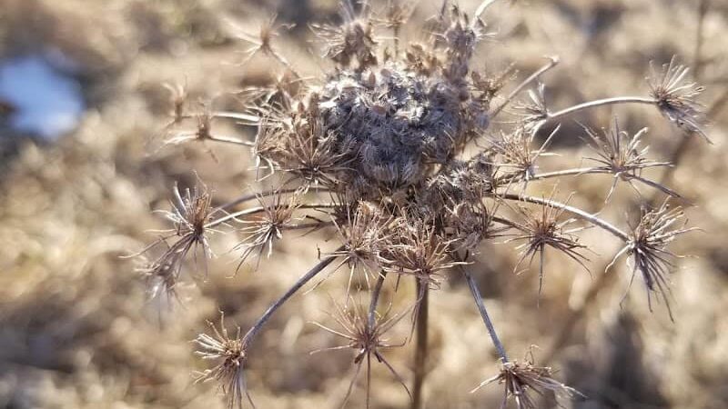 Wilkus Farm Preserved Open Space - Wethersfield, CT