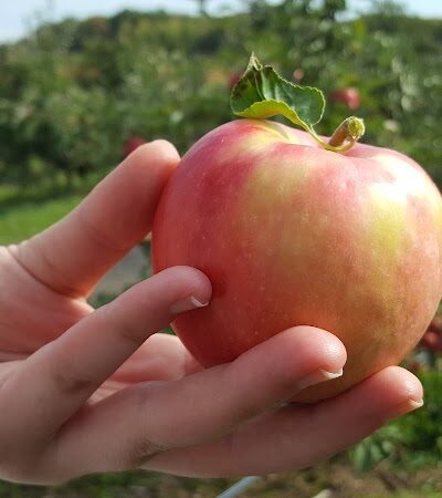 Wilkus Farm Preserved Open Space - Wethersfield, CT