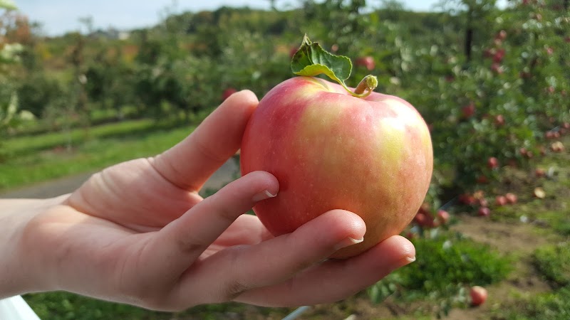 Wilkus Farm Preserved Open Space - Wethersfield, CT