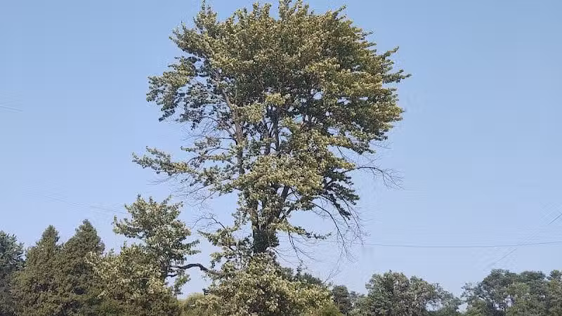 Stevenson Park - Weyauwega, WI
